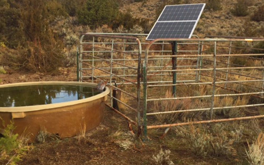 Solar Pumps for Livestock Watering